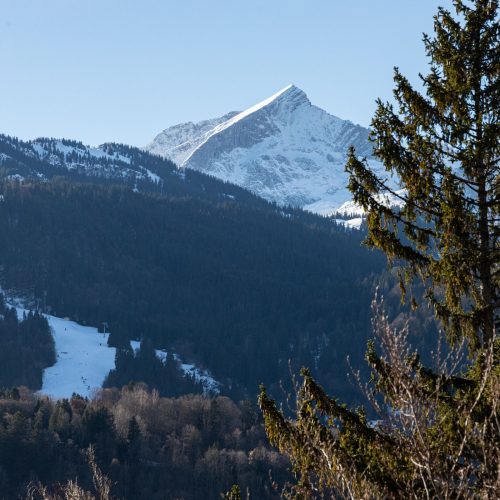 Die Zugspitze hinter einer Tanne in Ferienwohnung in Garmisch-Partenkirchen