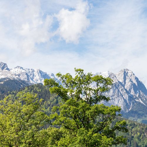 Grüne Bäume und hohe Berge in Garmisch-Partenkirchen