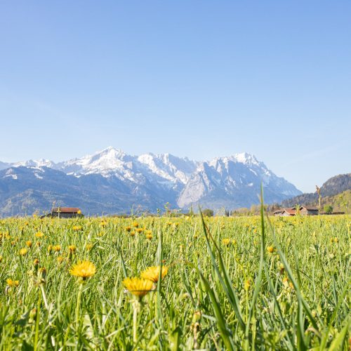Wiese und Alpen in Ferienwohnung in Garmisch-Partenkirchen