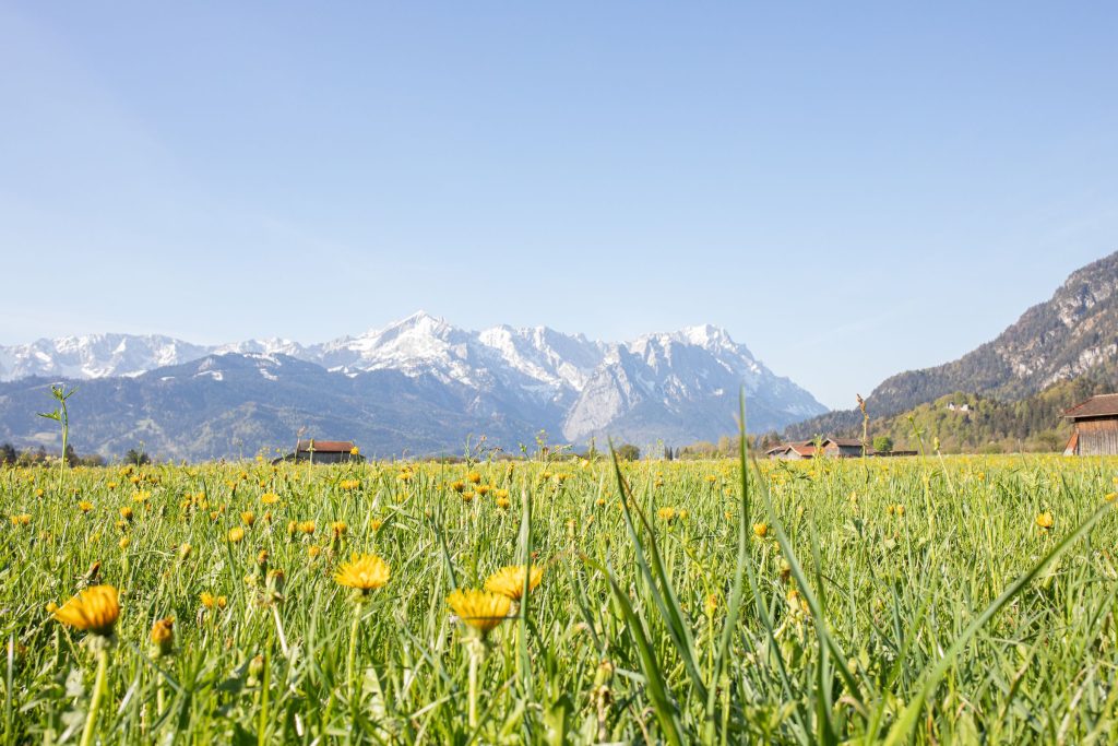 Wiese mit Blumen in der Nähe von Ferienwohnung in Garmisch-Partenkirchen