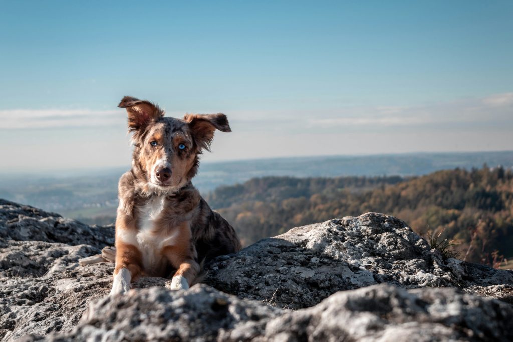 Urlaub mit Hund in Garmisch-Partenkirchen